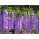 Kunstig Blåregn 110 cm – Wisteria Blomst til Bryllup & Dekoration – Lilla Kunstig Blåregn 110 cm – Wisteria Blomst - Lilla