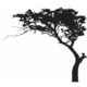 Træ wallsticker med et stort flot træ i Bonsai stil. 180x220